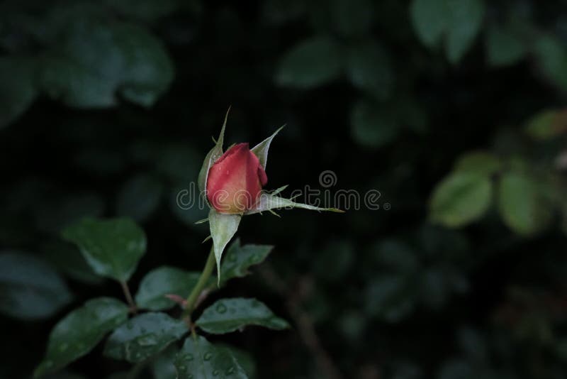 Free Stock Photo of Rich Colored Closed Rose Bud — HD Images