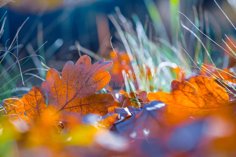 Closeup red dry oak leaves lie in a grass