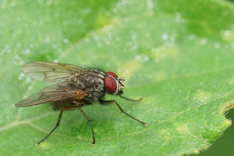 Natural closeup on a red-eyed EUropean muscidae fly species sitting on a green leaf in the garden