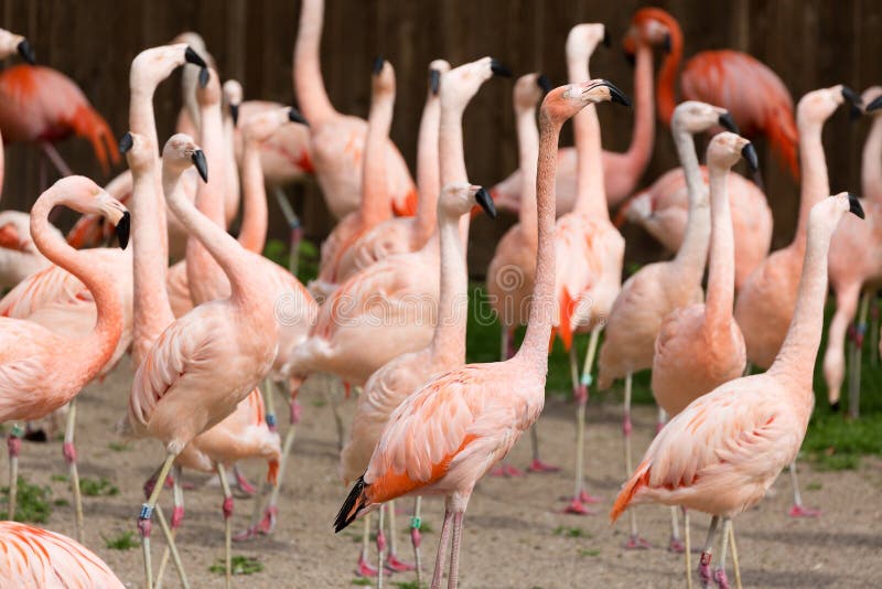 Closeup of a red flamingo group with blurry background. Many flamingo birds at the zoo