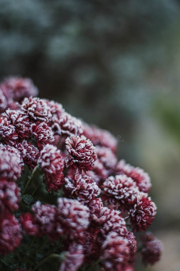 Closeup Of Red Flower Bushes Covered In The Snow With A Blurry