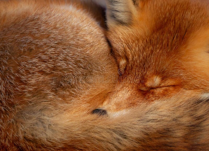 A closeup red fox sleeps on a rock