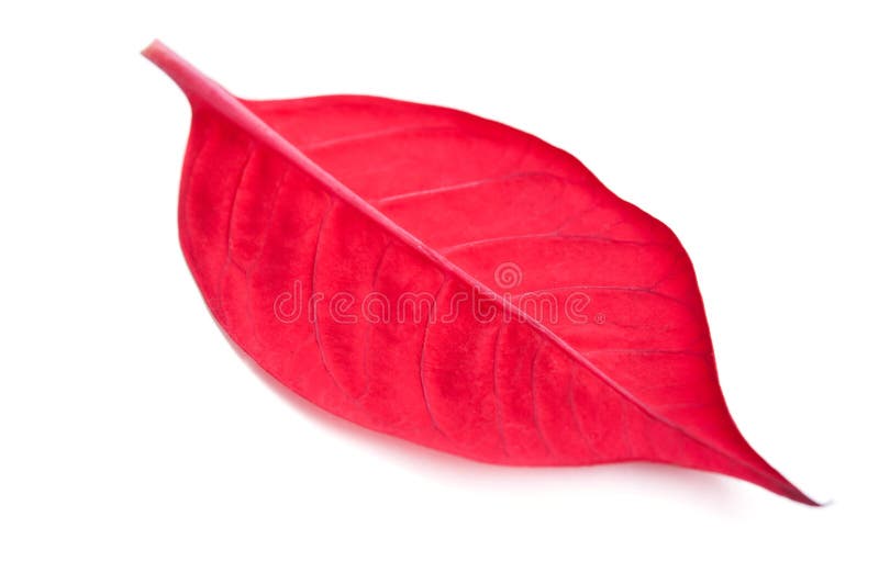 Closeup of red leaf stock image. Image of nature, grow 23580511
