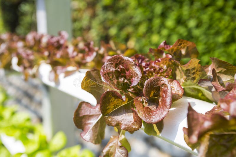 Closeup red leaf lettuce growin in hydroponics farming in North of Thailand, organic vegetable farming, agriculture industry concept, healthy food, outdoor day light