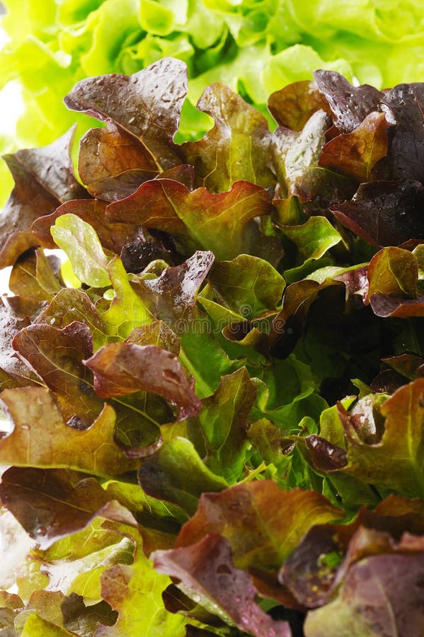 Green and red oak lettuce stock photo. Image of healthy 46515734