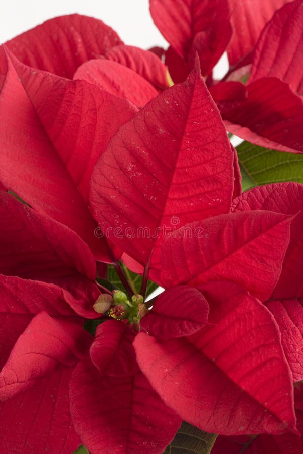 Closeup with red poinsettia