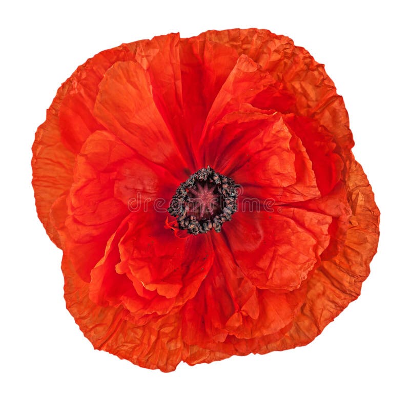 Closeup red poppy flower royalty free stock photo Closeup red poppy flower royalty free stock photo