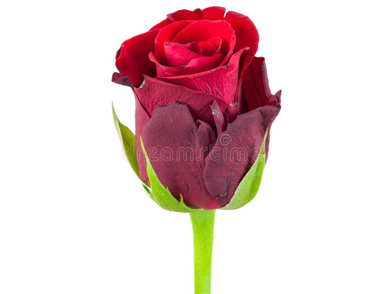 Closeup of red rose flower royalty free stock images