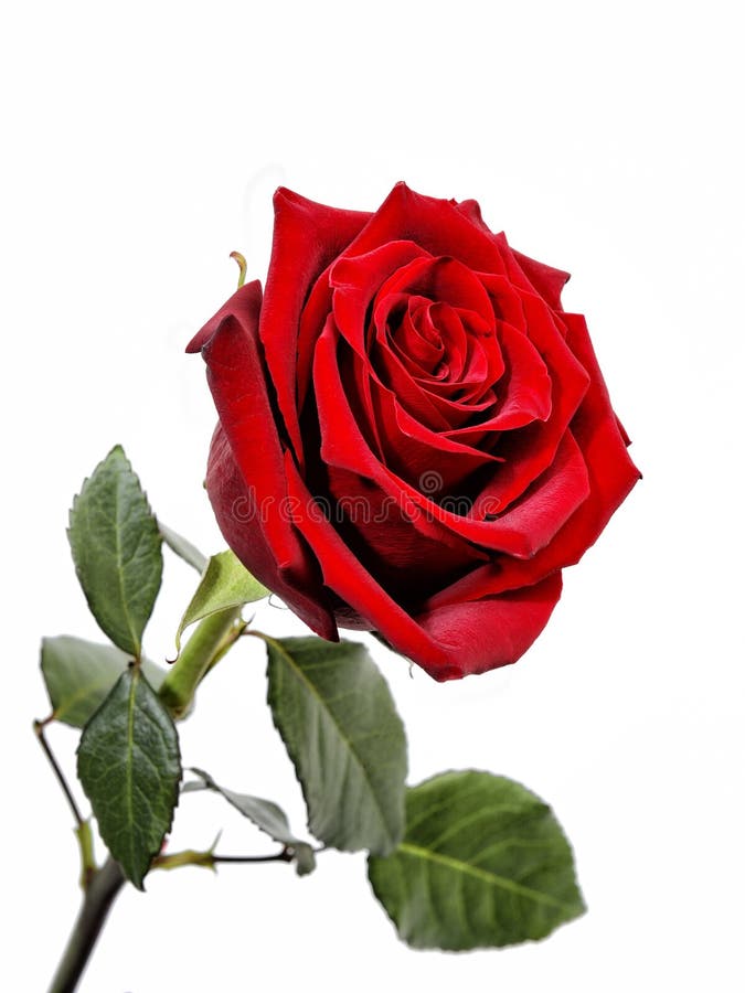 Closeup of a Red Rose with Drops of Water on a White Background. Stock ...