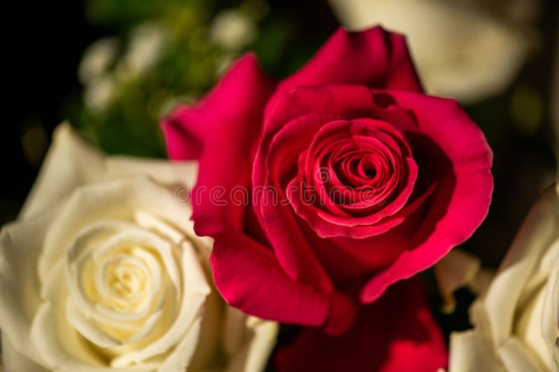 Closeup of a Red Rose in the White Roses Stock Photo Image of green