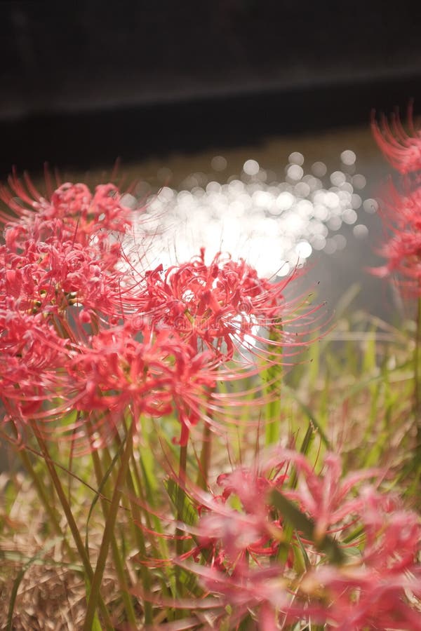 273 Red Spider Lily Flowers Photos Free Royalty Free Stock Photos From Dreamstime