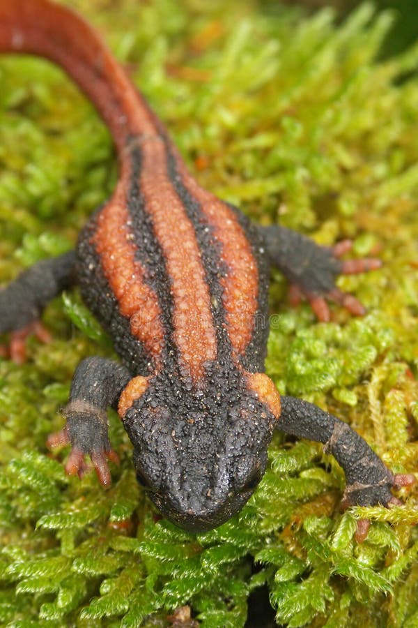 Animal Adult Himalayan Newt Also Known As Crocodile Newt Crocodile  Salamander Himalayan Salamander And Red Knobby Newt High-Res Stock Video  Footage - Getty Images