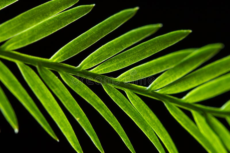 Closeup of redwood needles stock image. Image of vivid 82852921