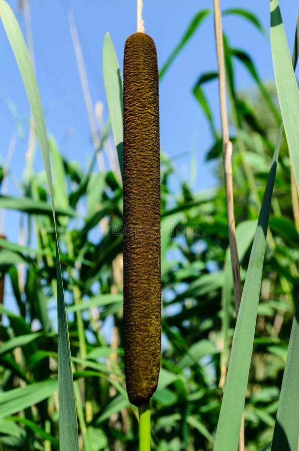 Closeup of the reed plant stock photo. Image of marsh 114536784