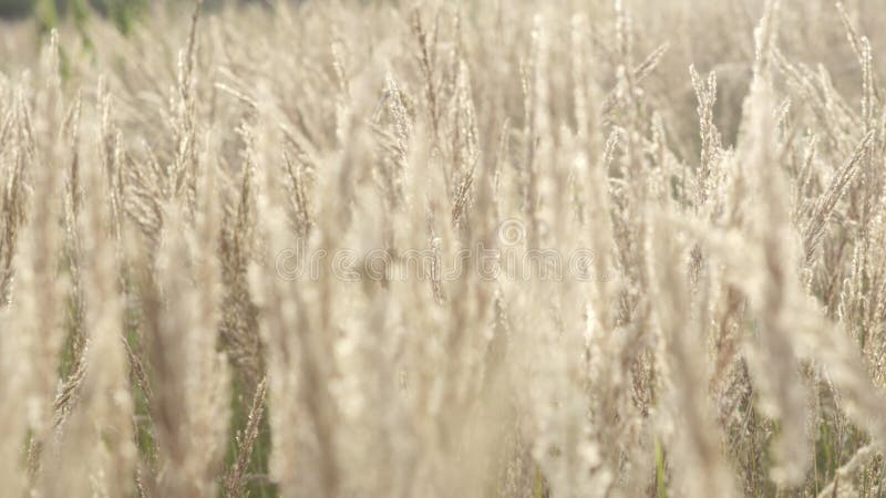 Closeup of reeds at sunset and sun rays in slow-motion. stock footage