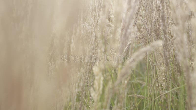 Closeup of reeds at sunset and sun rays in slow-motion. stock video footage