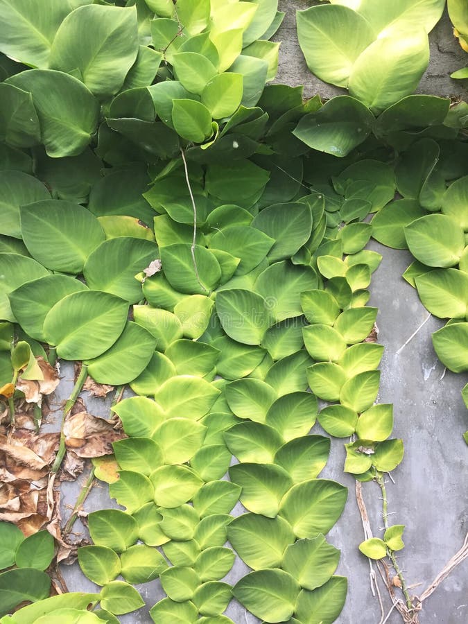 Rhaphidophora korthalsii Schott plants stick on the wall