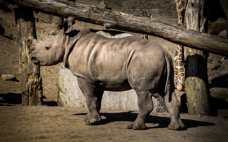 Rhino calf walking stock photos Rhino calf walking stock photos