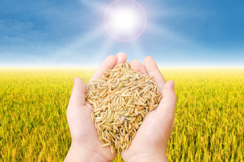 Closeup rice on child hand