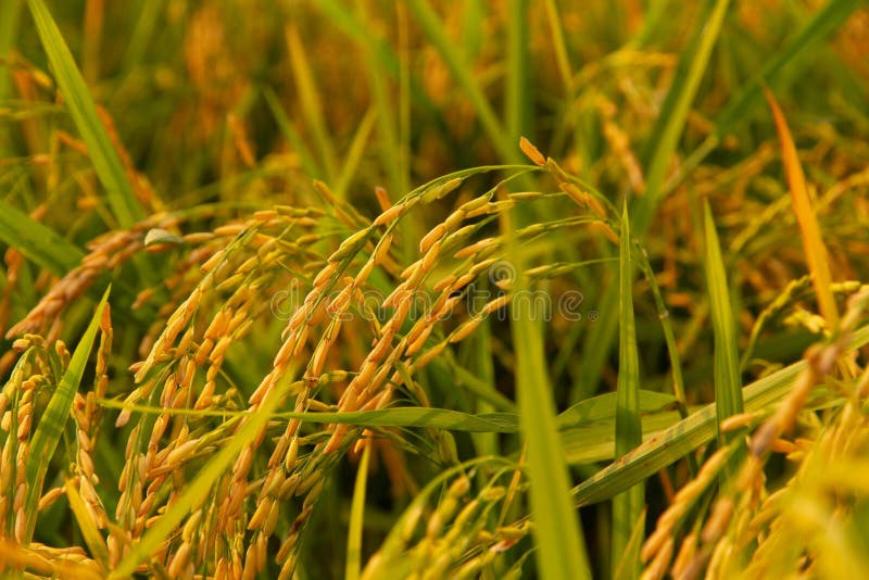Closeup Rice Field in Harvest Season Stock Image Image of gold, paddy 207753413