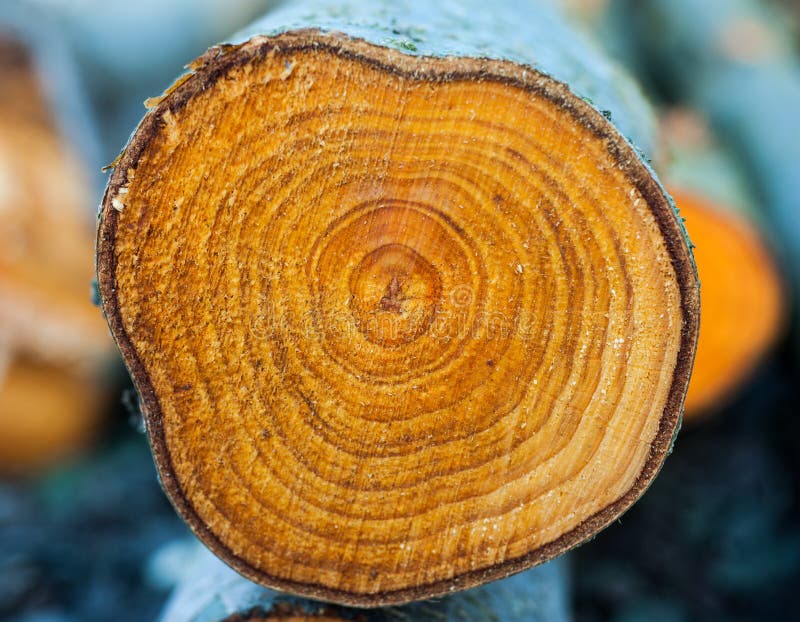 Closeup Rings Of Chopped Tree Trunk Stock Photo Image of bark, circle 39275960
