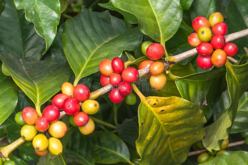 Closeup Ripe Coffee Crop on Tree Stock Photo Image of beverage