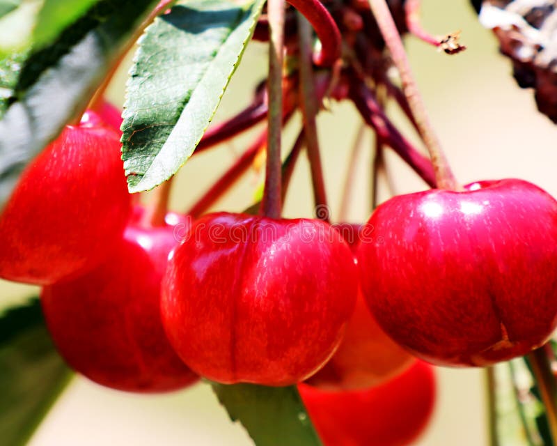 Cherry bunch stock photo. Image of cherry, food, vitamins 188323882