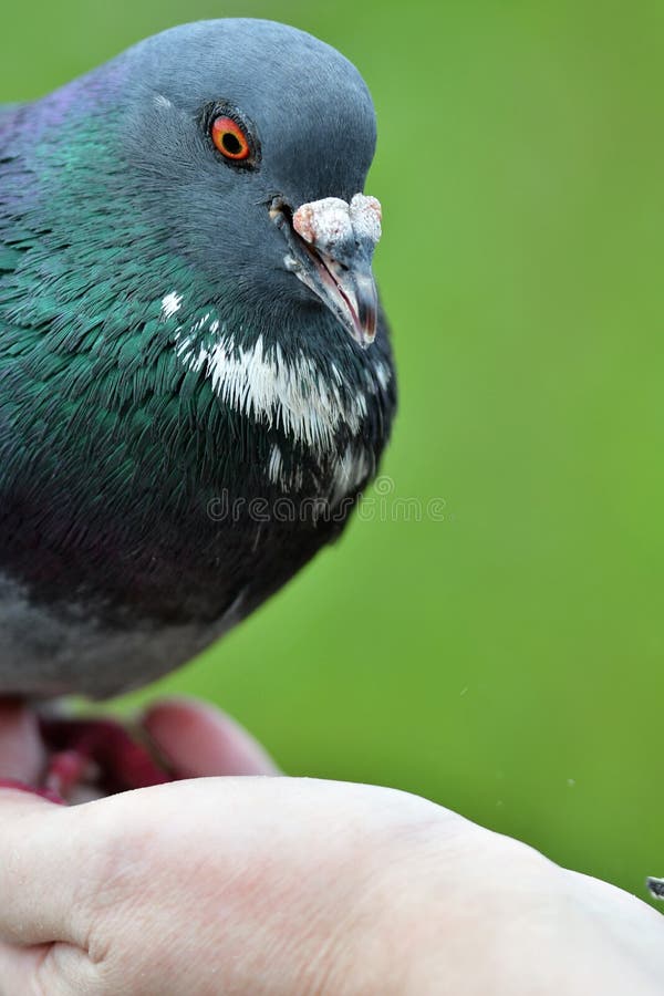A closeup of Rock Pigeon feeding from a hand. stock images A closeup of Rock Pigeon feeding from a hand. stock images