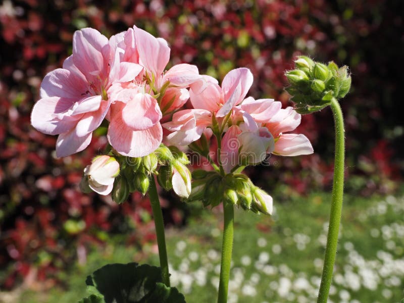 Closeup rosa geranium-blommor i trädgård arkivbilder