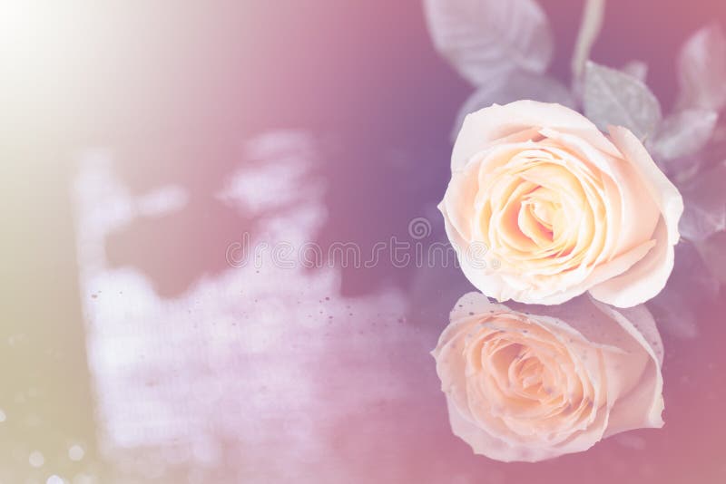 Rose Champagne with Heart Shape Splash Isolated on a White Background ...