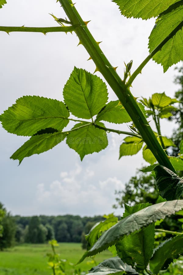 Rose Spines Close Up Macro Shot Stock Photo Image of flower, close