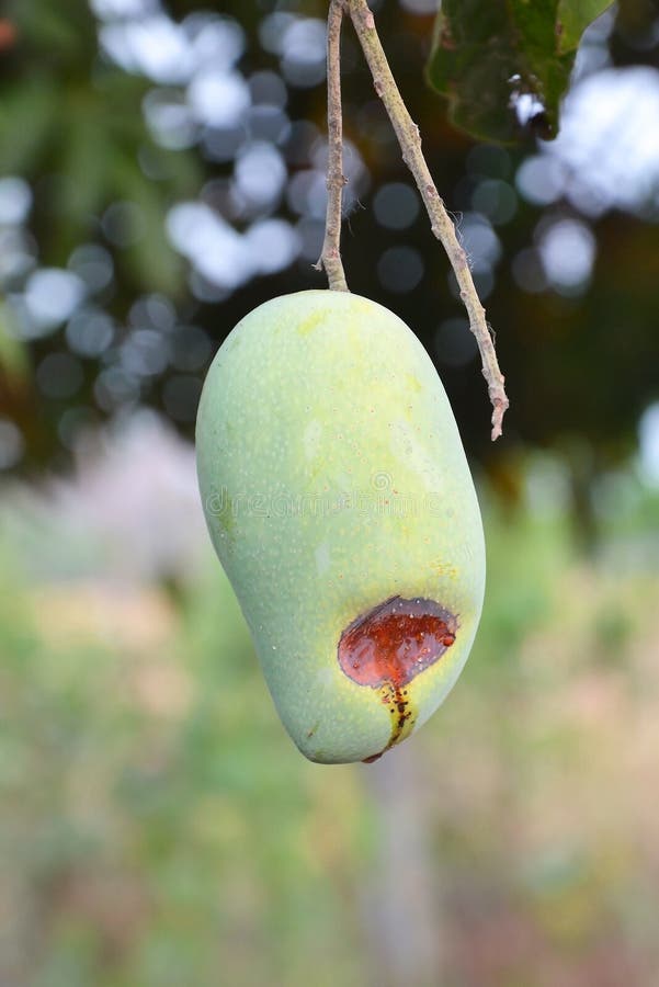 top view rotten mango close up on a grey background #AD , #rotten, #view,  #top, #mango, #background