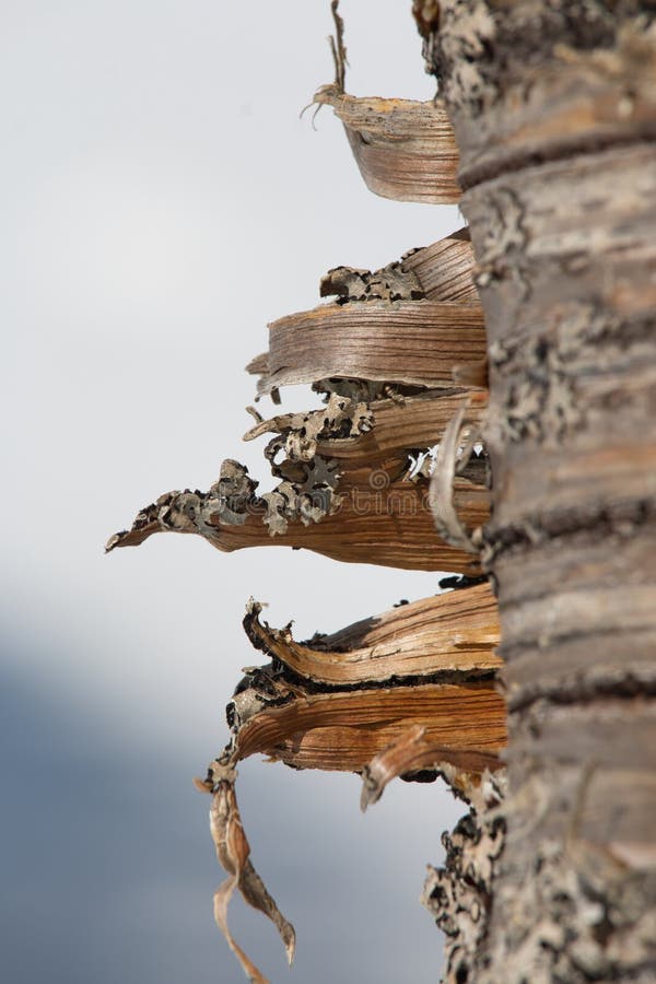 Bark of a birch tree peeling off - a Royalty Free Stock Photo from Photocase