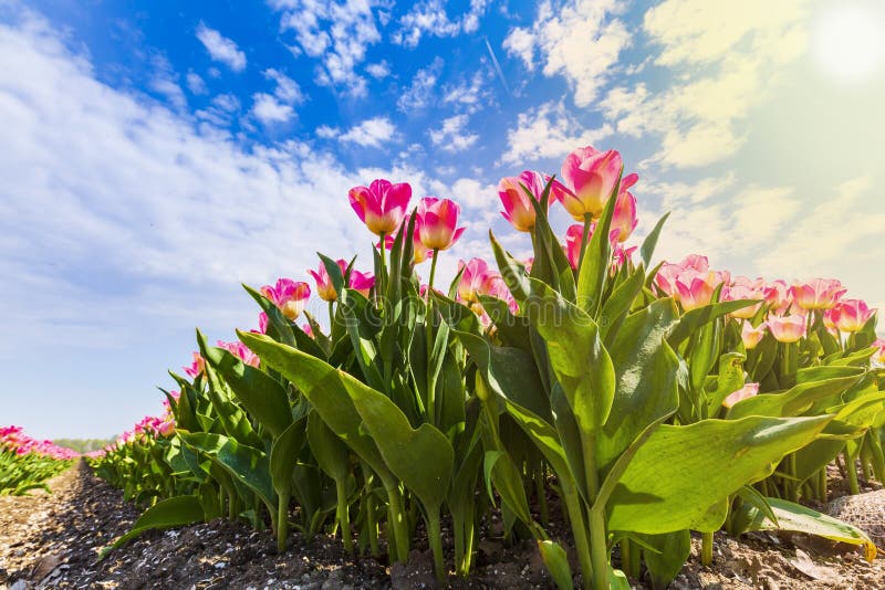 Closeup Of Rows Dutch Pink Tulips In A Flower Field During Springtime ...