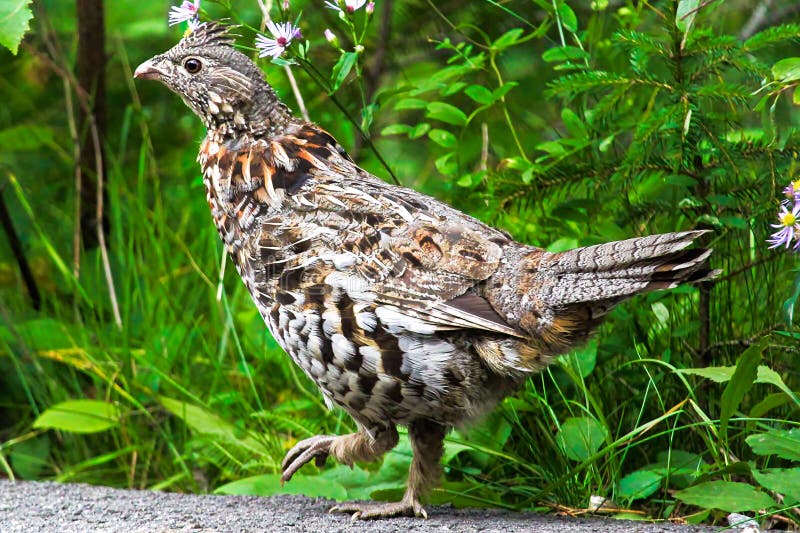 Grouse Fan Stock Photos - Free & Royalty-Free Stock Photos from