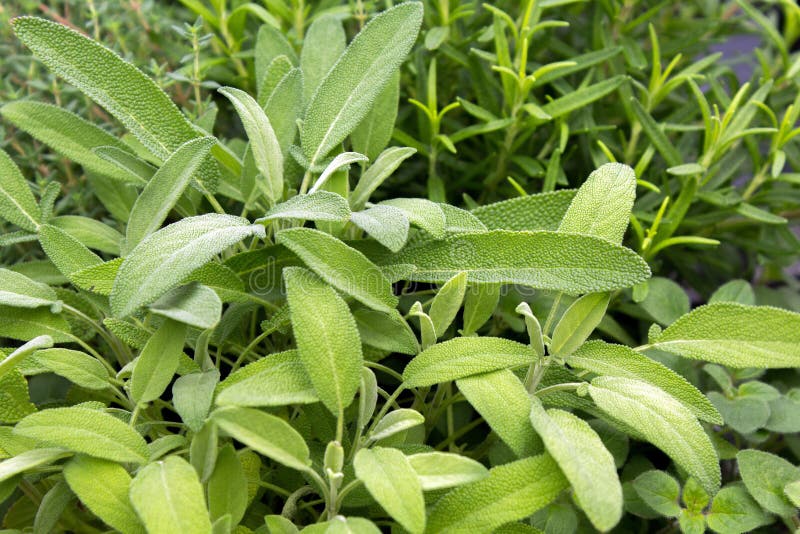 Closeup of a Sage Plant in a Collection of Fresh Herbs Stock Photo