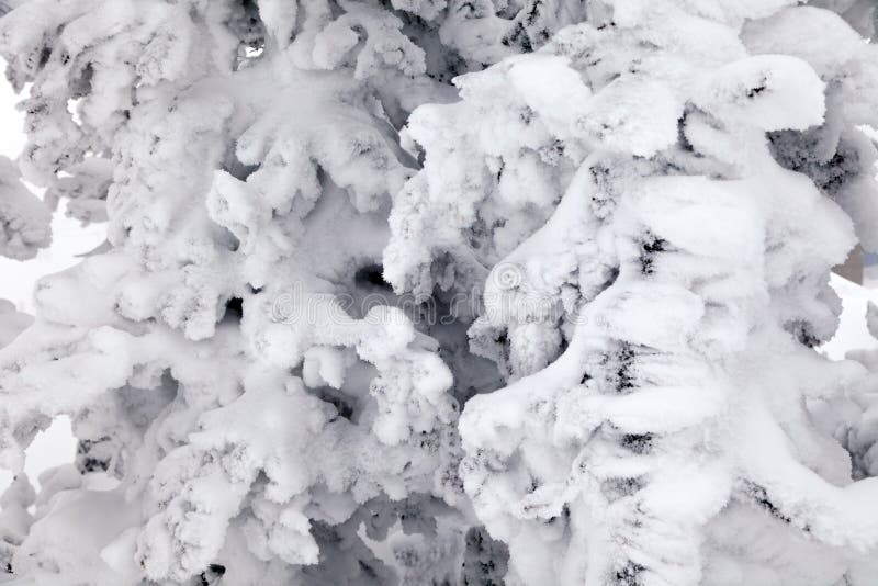 Closeup scenic macro view snow-capped trees. Concept Swiss Alps royalty free stock images Closeup scenic macro view snow-capped trees. Concept Swiss Alps royalty free stock images
