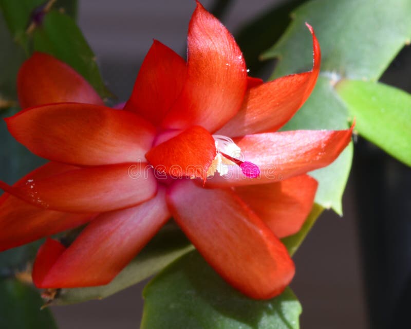 Closeup of a Christmas Cactus Flower Stock Image Image of flora, beauty 196654447