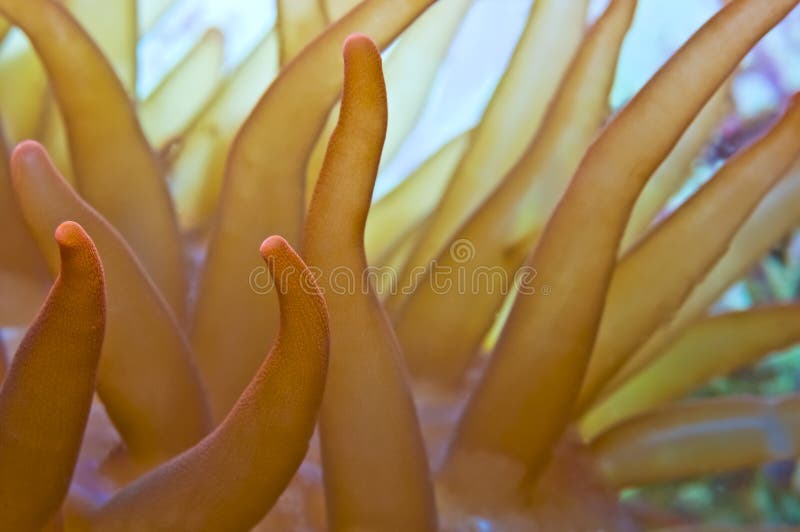 Closeup of sea anemone tentacles