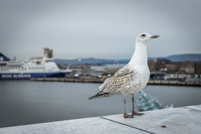 Closeup of a seagull with harbour in the background royalty free stock image Closeup of a seagull with harbour in the background royalty free stock image