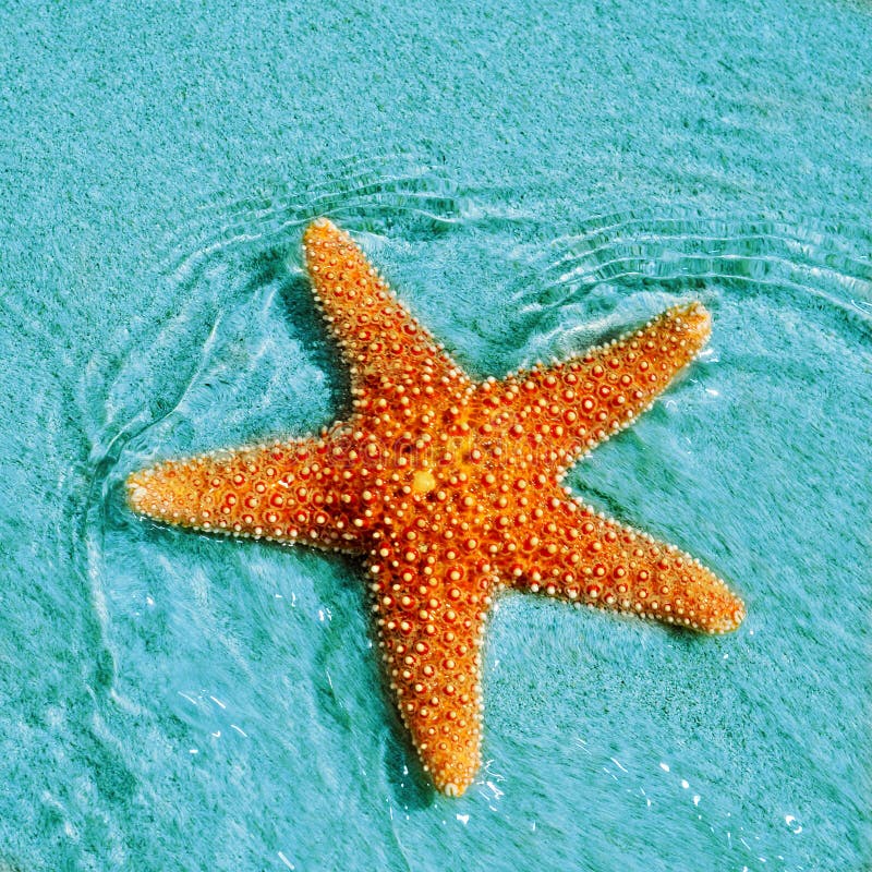 Closeup of a seastar in a tropical beach