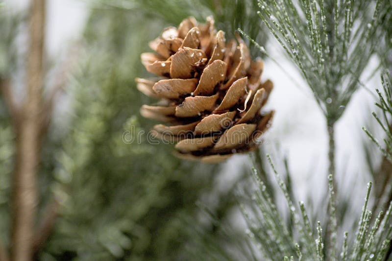 Pine tree acorn stock photo. Image of botany, fruit, conifer - 5530398