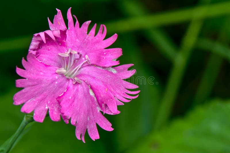 A closeup selective focus shot of a beautiful pink  dianthus flower
