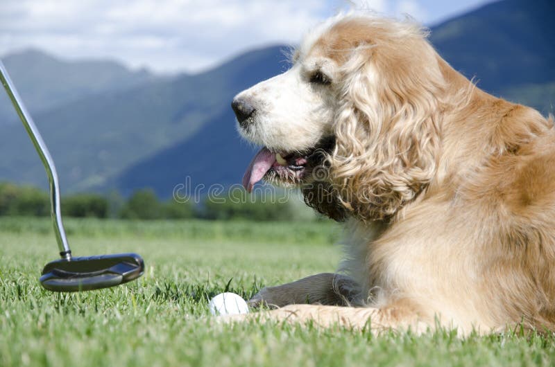 Closeup Selective Focus Shot of a Dog Watching a Golf Game and Sitting