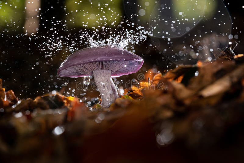 Water drops for mushroom stock image. Image of agaric, tree 959365