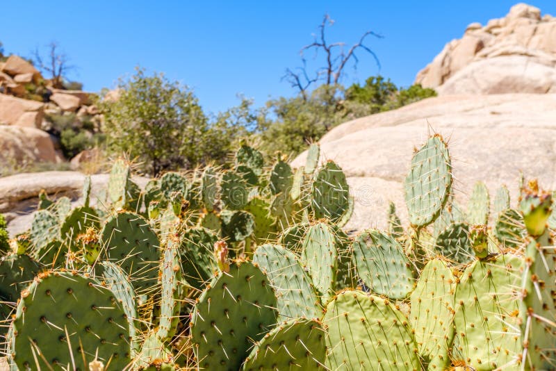 Closeup of several cactus plants