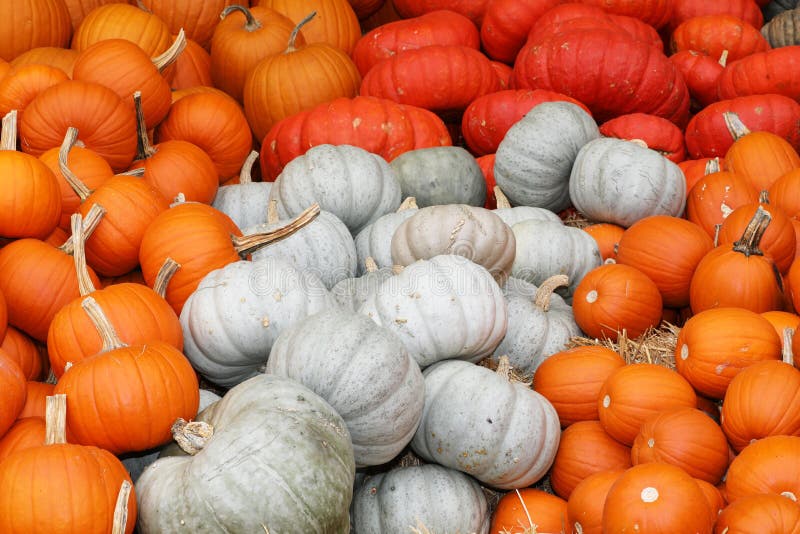 Closeup of Several Pumpkins in Different Forms and Colors on a Market