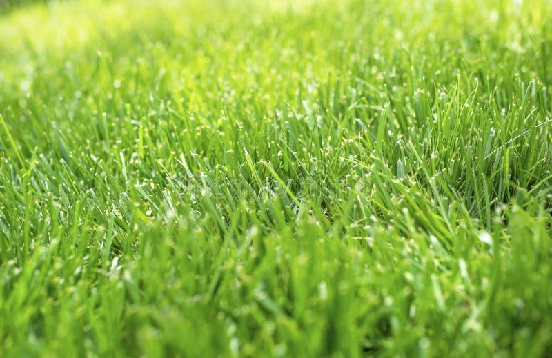 Closeup shallow focus green grass lawn in sunshine, healthy lawn, dull lawnmower blade, damaged grass, new overseed grass, fertilizer application, thick grass, no weeds, weed prevention. Closeup shallow focus green grass lawn in sunshine, healthy lawn, dull lawnmower blade, damaged grass, new overseed grass, fertilizer application, thick grass, no weeds, weed prevention
