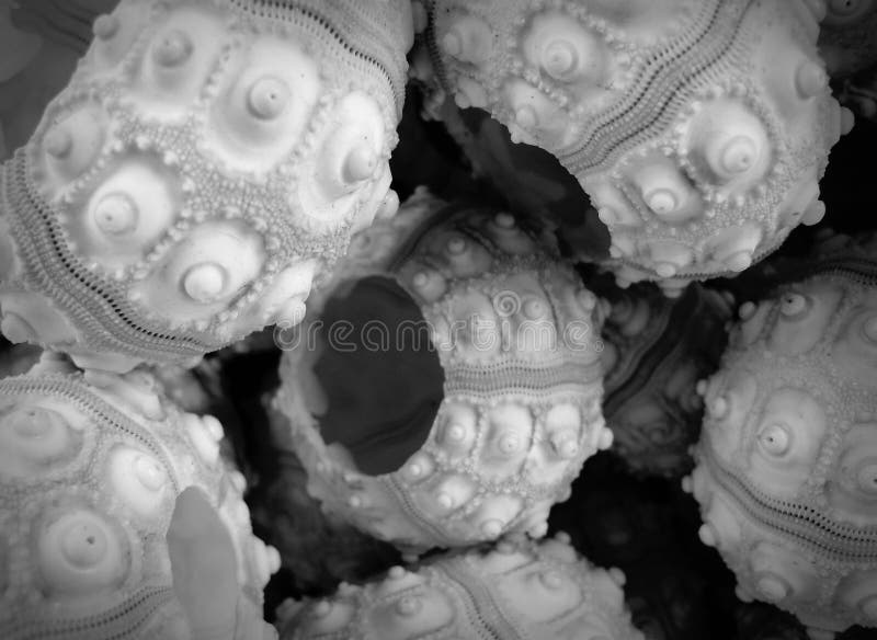 Closeup of shells in black and white.