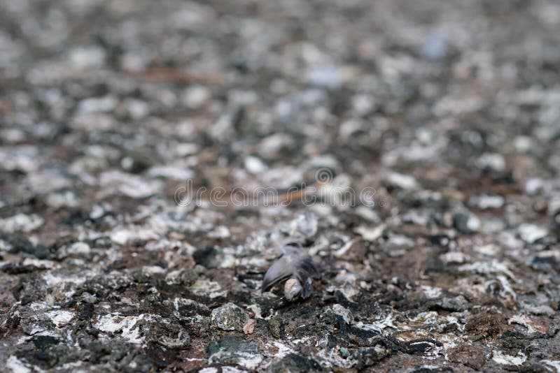 Closeup of shit from doves stock photo